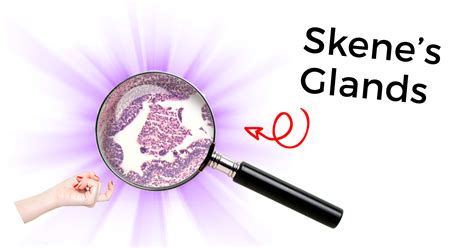 ghiandole skene|Skene’s Gland: Function, Location, Secretion & Conditions